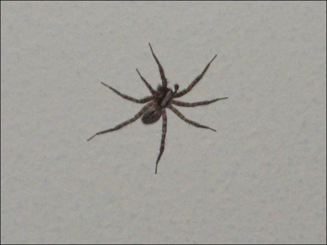 Spider