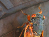 Cicada