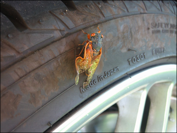 Cicada on a Tire